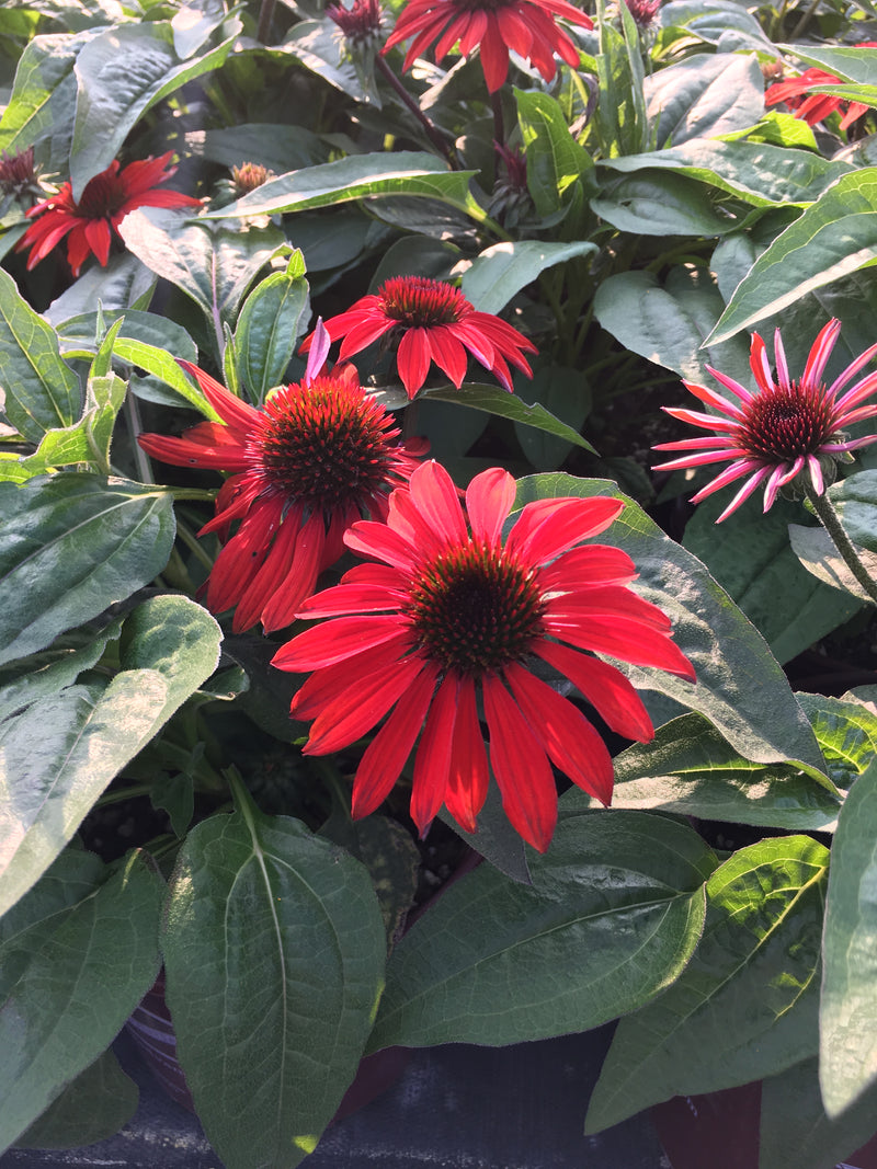 Echinacea Sombrero Sangarita - 1 Gallon