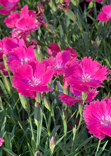 Dianthus Vivid Bright Light - Quart