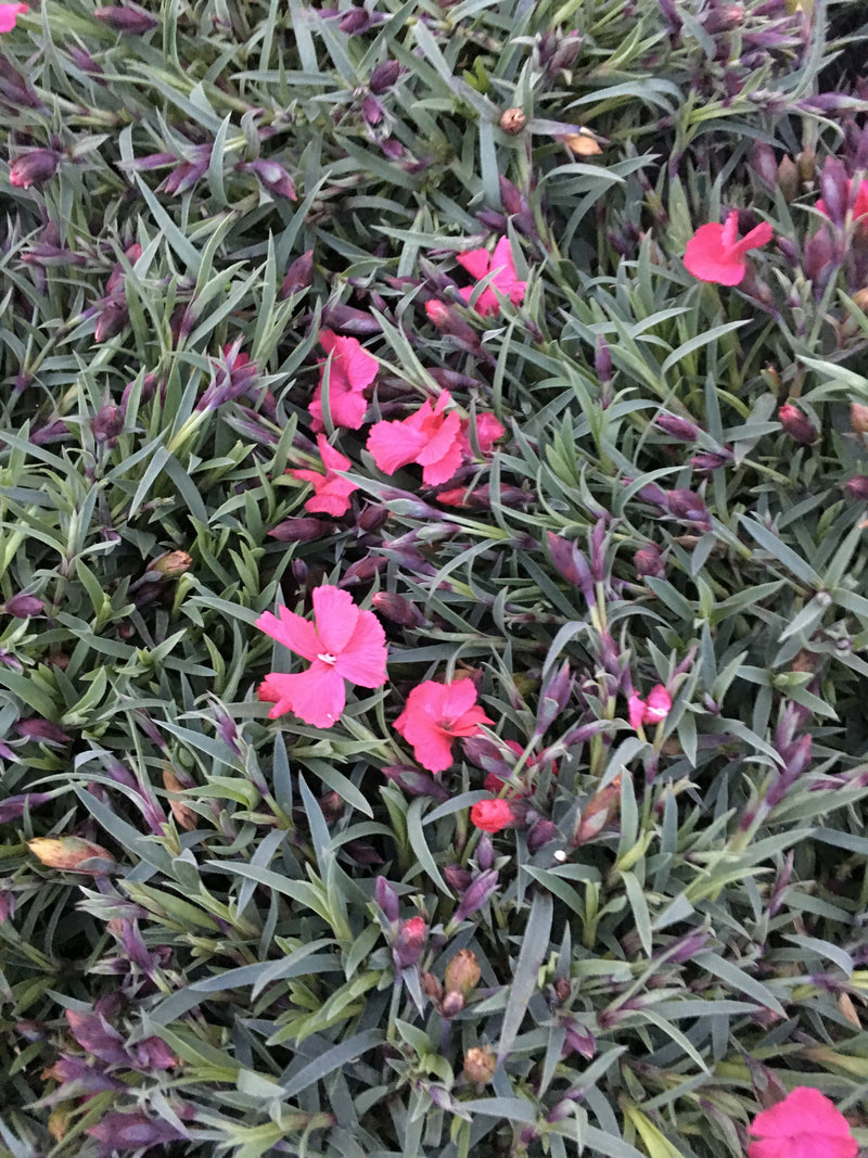 Dianthus Vivid Bright Light - Quart