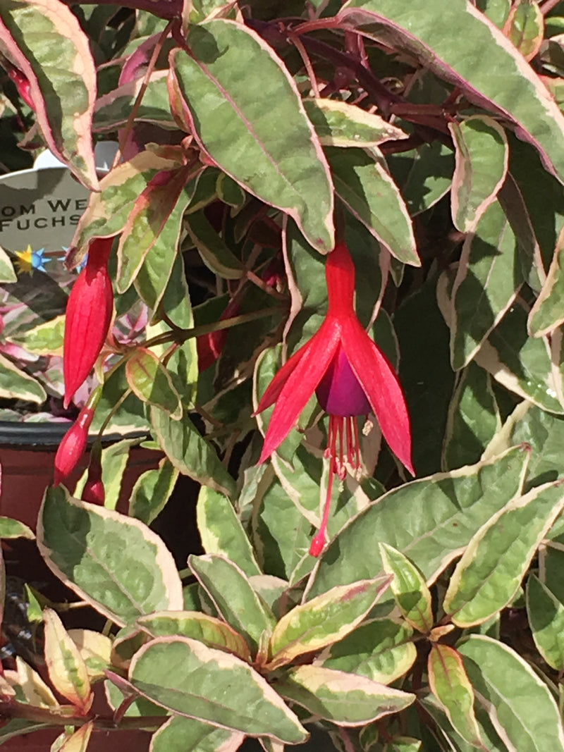 Fuchsia Tom Thumb - 1 Gallon