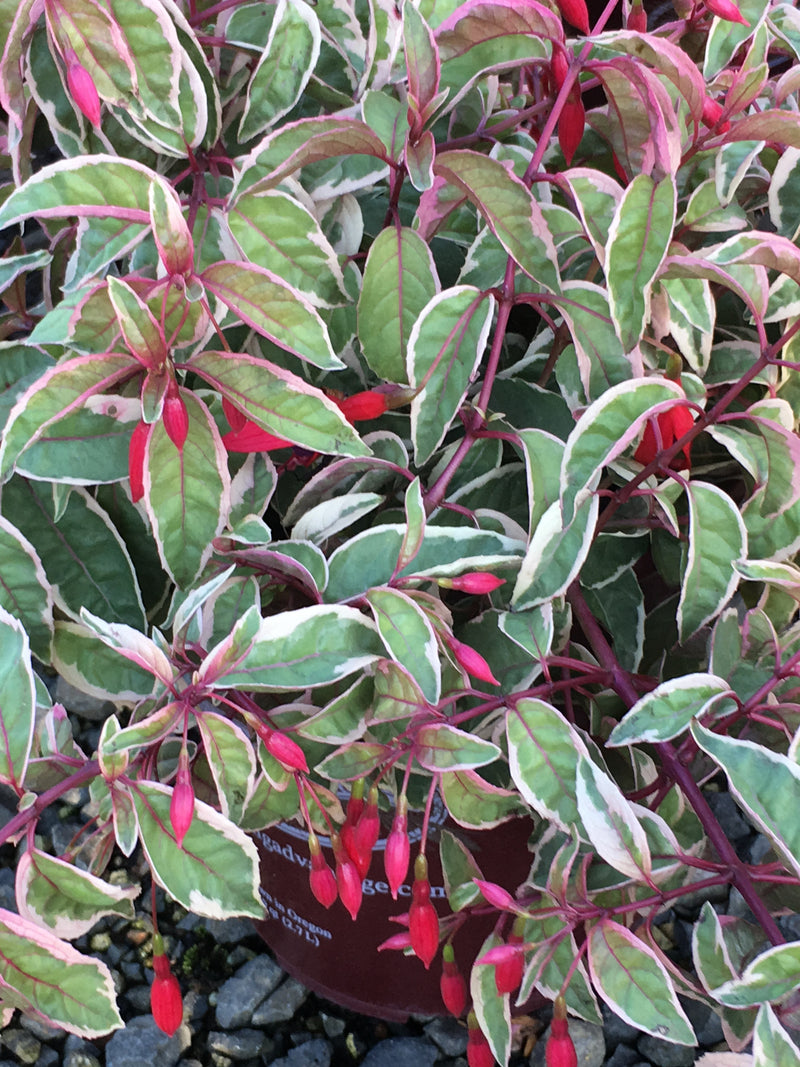 Fuchsia Tom Thumb - 1 Gallon