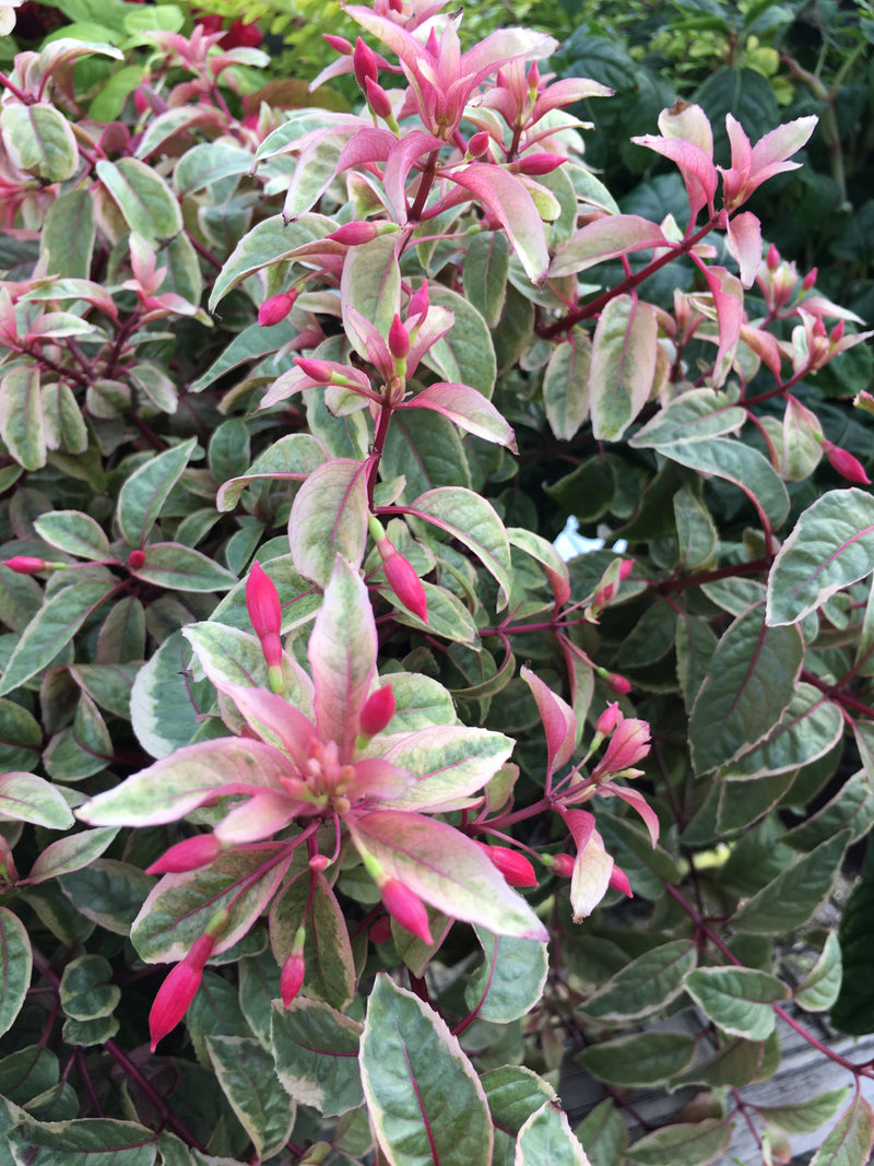 Fuchsia Tom Thumb - 1 Gallon