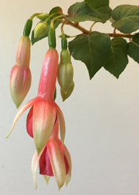 Fuchsia Yolanda Franck - 1 Gallon
