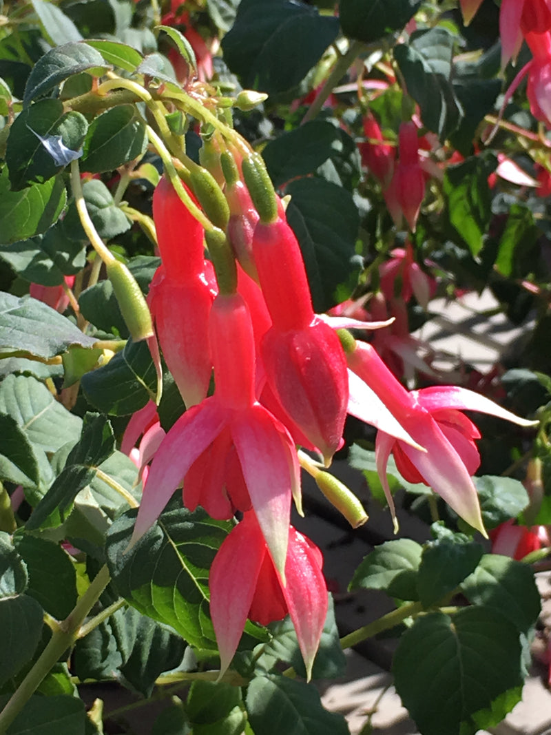 Fuchsia Yolanda Franck - 1 Gallon