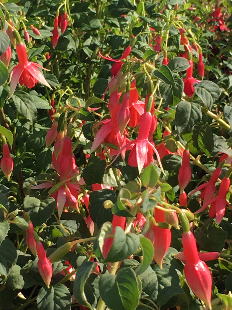 Fuchsia Yolanda Franck - 1 Gallon
