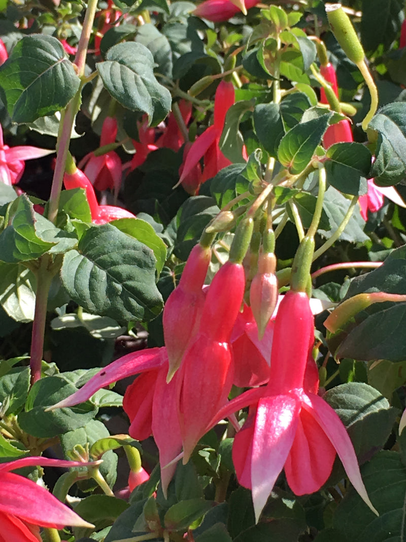 Fuchsia Yolanda Franck - 1 Gallon