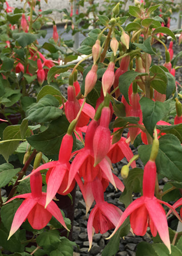 Fuchsia Yolanda Franck - 1 Gallon