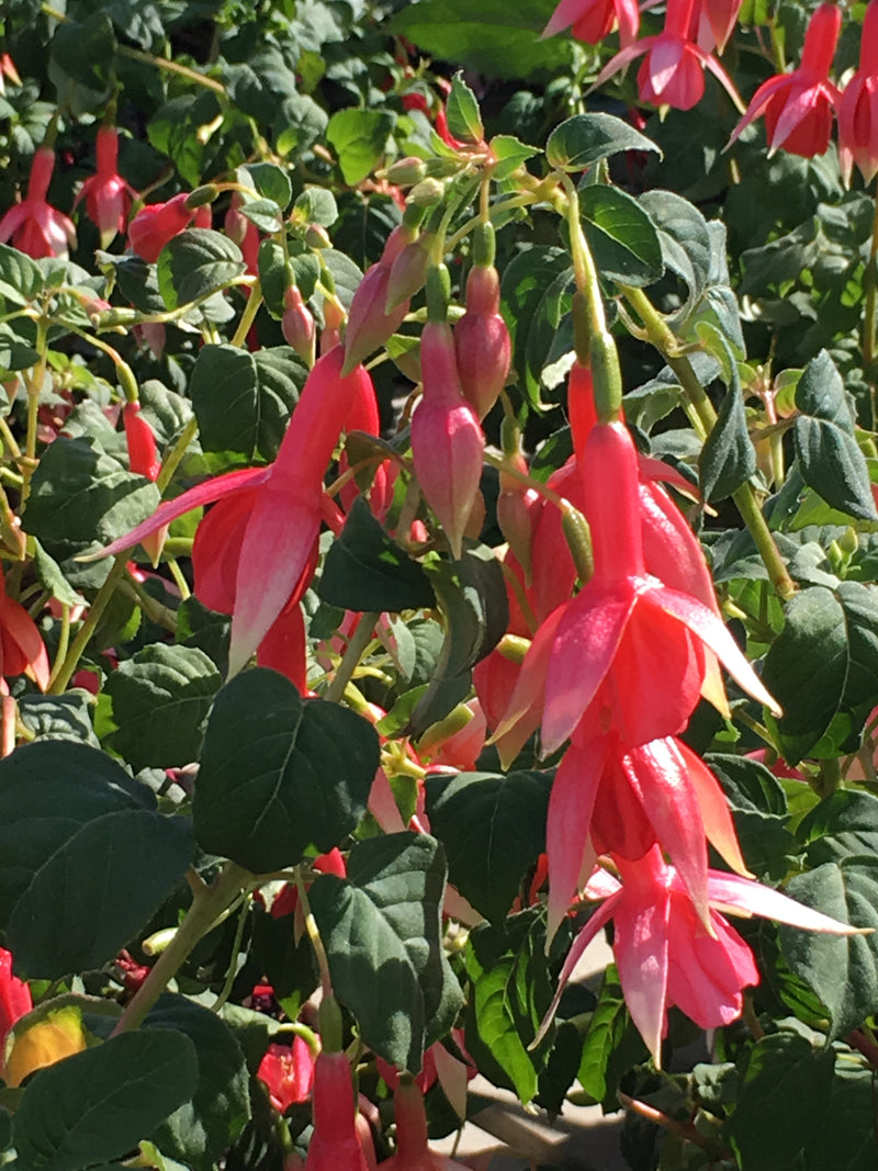 Fuchsia Yolanda Franck - 1 Gallon