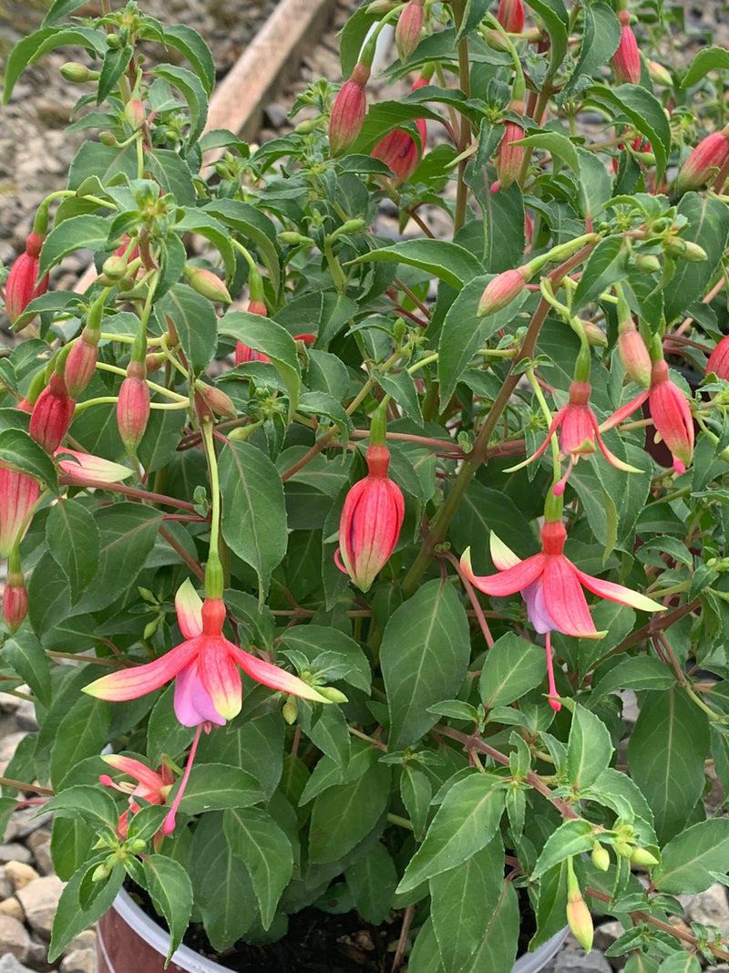 Fuchsia Foxgrove Wood - 1 Gallon