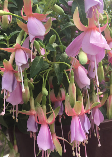 Fuchsia Foxgrove Wood - 1 Gallon