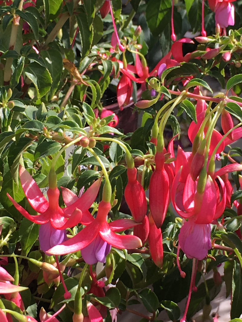 Fuchsia Foxgrove Wood - 1 Gallon