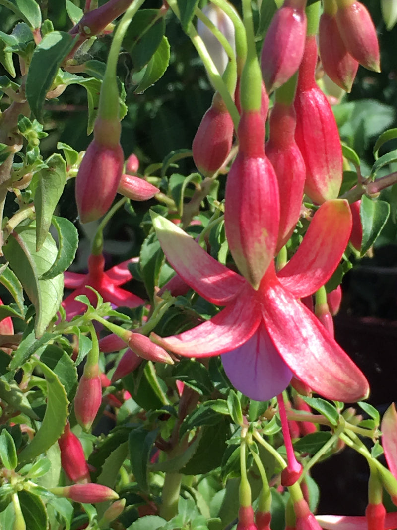 Fuchsia Foxgrove Wood - 1 Gallon