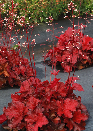 heuchera red dress Heuchera 'Red Dress'