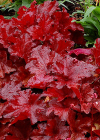 Heuchera Forever Red - Quart