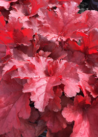 Heuchera Forever Red - Quart