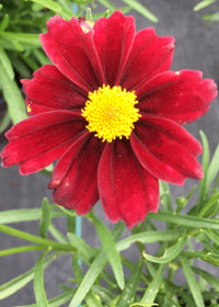 Coreopsis Red Elf - Quart