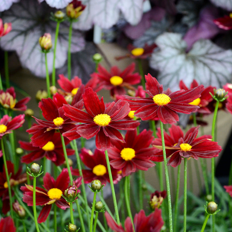 Coreopsis Red Elf - Quart