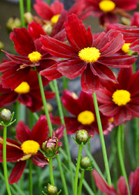Coreopsis Red Elf - Quart