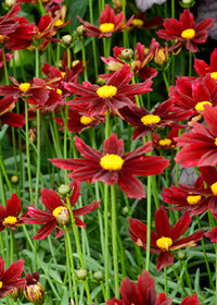 Coreopsis Red Elf - Quart