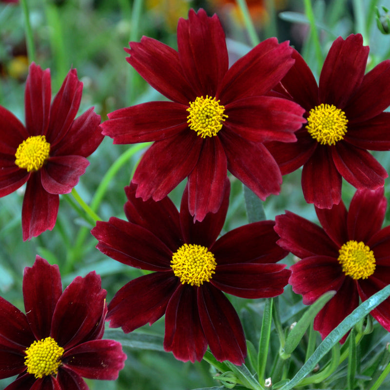 Coreopsis Red Elf - Quart