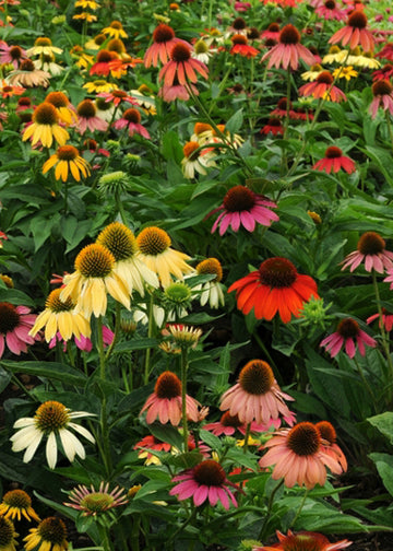 Echinacea Cheyenne Spirit - 1 Gallon