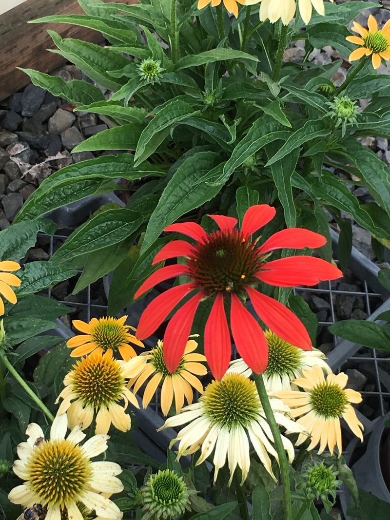 Echinacea Cheyenne Spirit - 1 Gallon