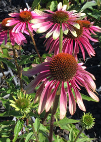 Echinacea Green Twister - 1 Gallon