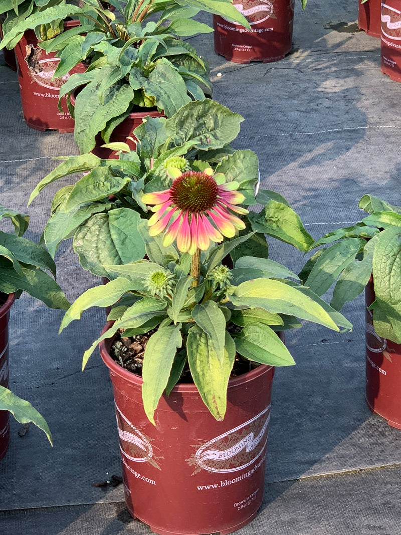 Echinacea Green Twister - 1 Gallon