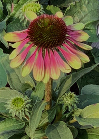 Echinacea Green Twister - 1 Gallon