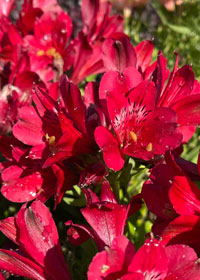 Alstroemeria Inca Bandit  - 1 Gallon