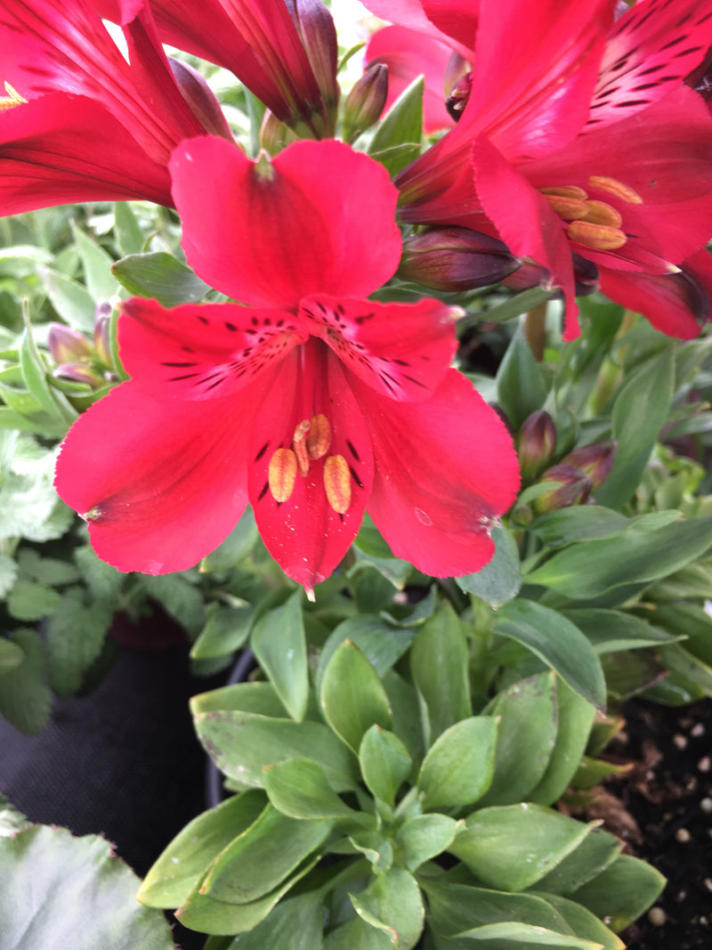 Alstroemeria Inca Bandit  - 1 Gallon
