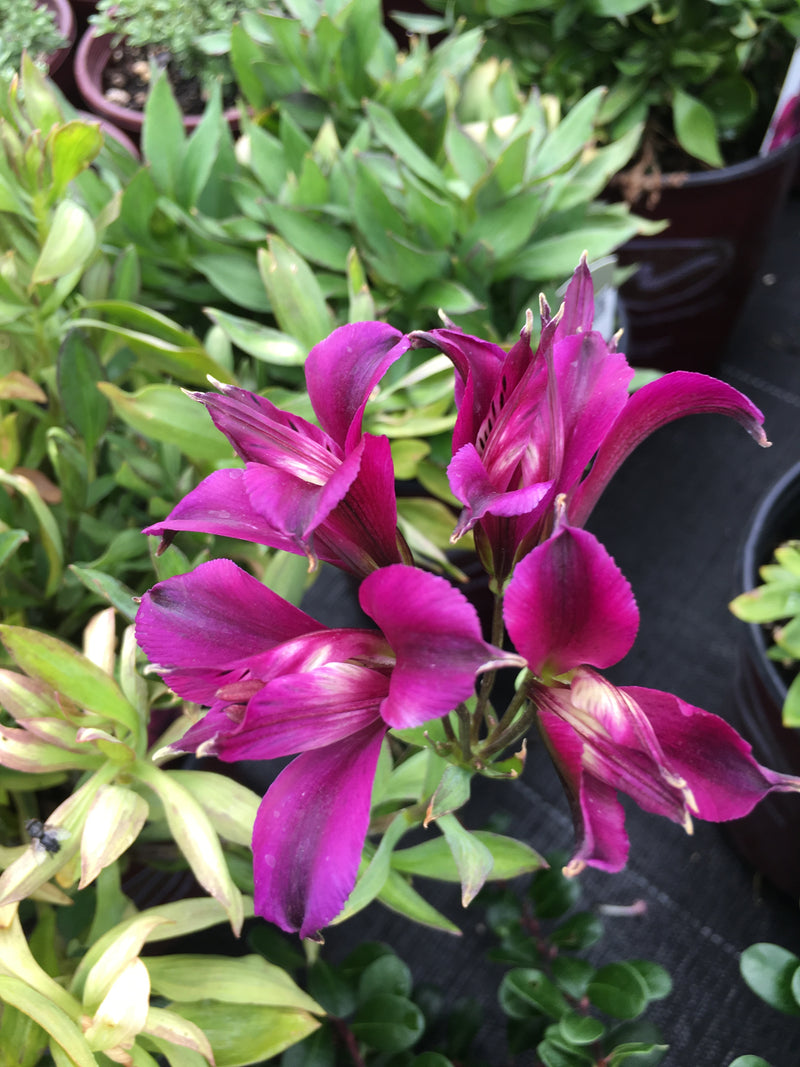 Alstroemeria Inca Noble - 1 Gallon