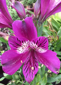 Alstroemeria Inca Noble - 1 Gallon