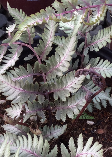 Fern Godzilla - 1 Gallon