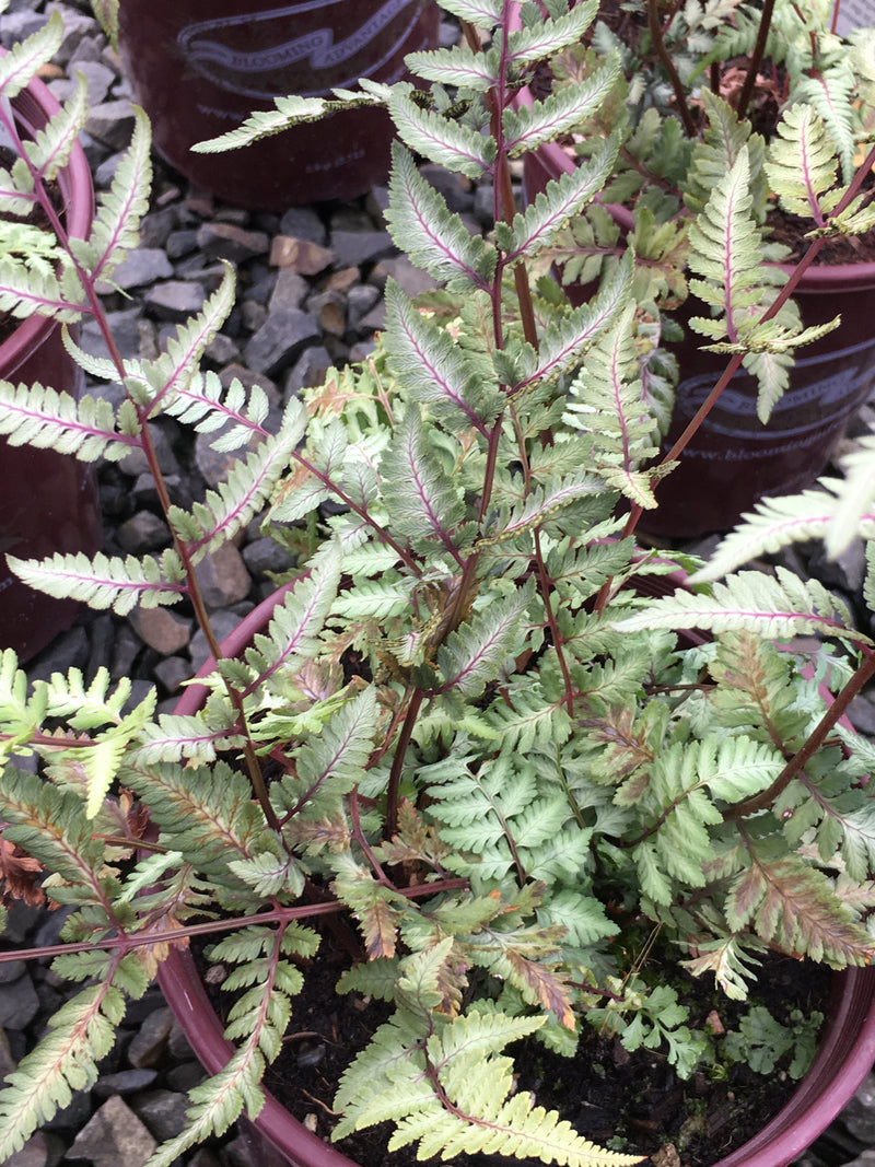 Fern Godzilla - 1 Gallon