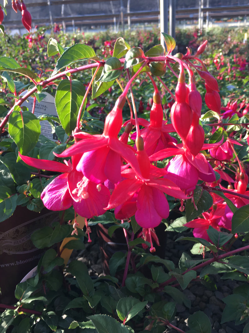 Fuchsia Voltaire - 1 Gallon