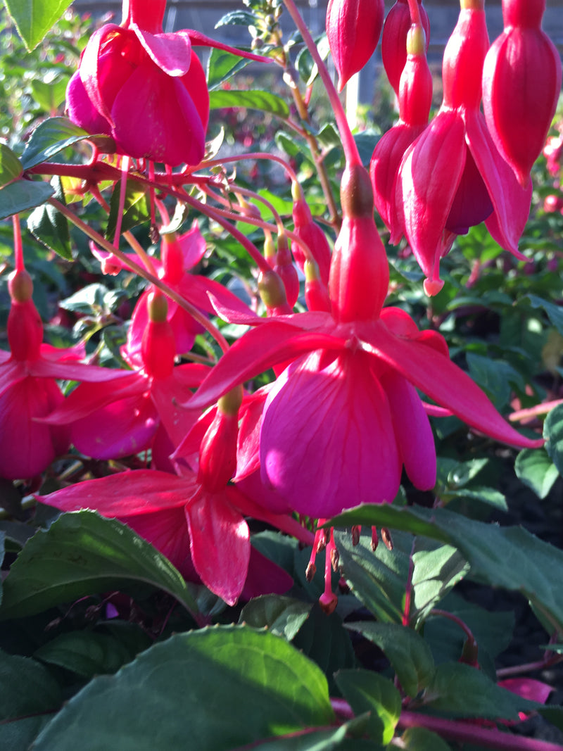 Fuchsia Voltaire - 1 Gallon