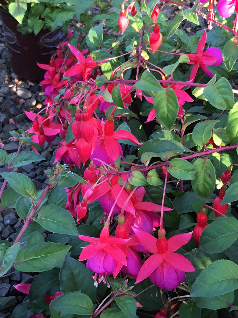 Fuchsia Voltaire - 1 Gallon