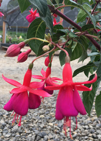 Fuchsia Voltaire - 1 Gallon