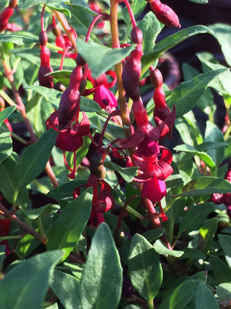 Fuchsia Kat Jan - 1 Gallon