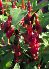 Fuchsia Kat Jan - 1 Gallon