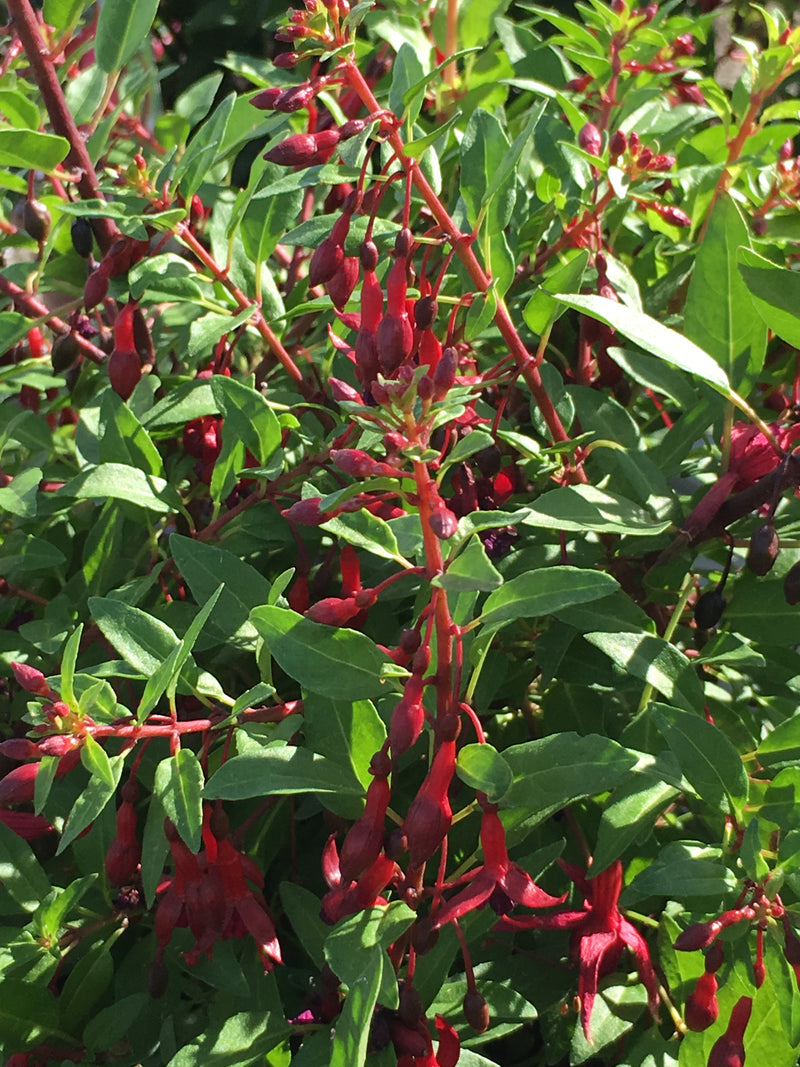 Fuchsia Kat Jan - 1 Gallon