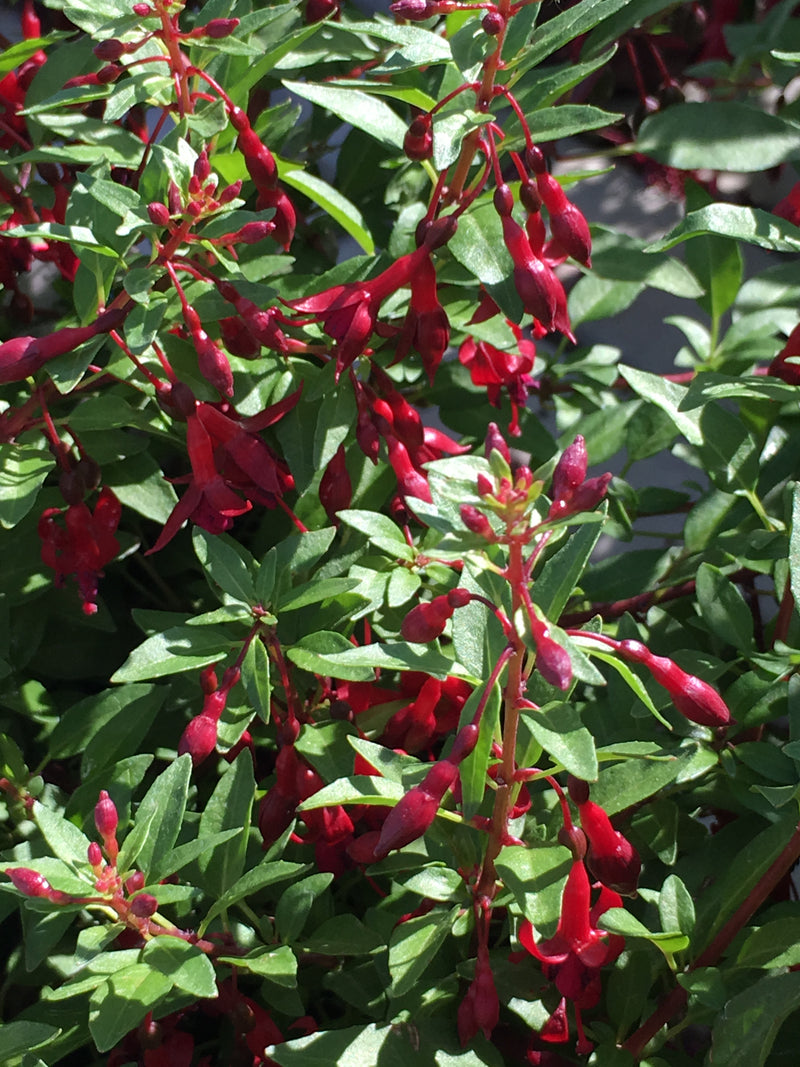Fuchsia Kat Jan - 1 Gallon