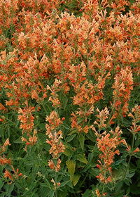 Agastache Poquito Orange - 1 Gallon