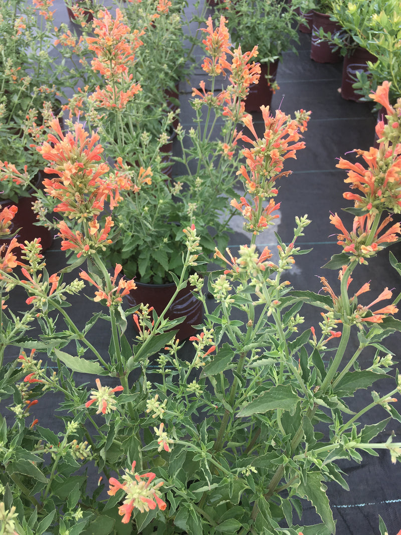 Agastache Poquito Orange - 1 Gallon