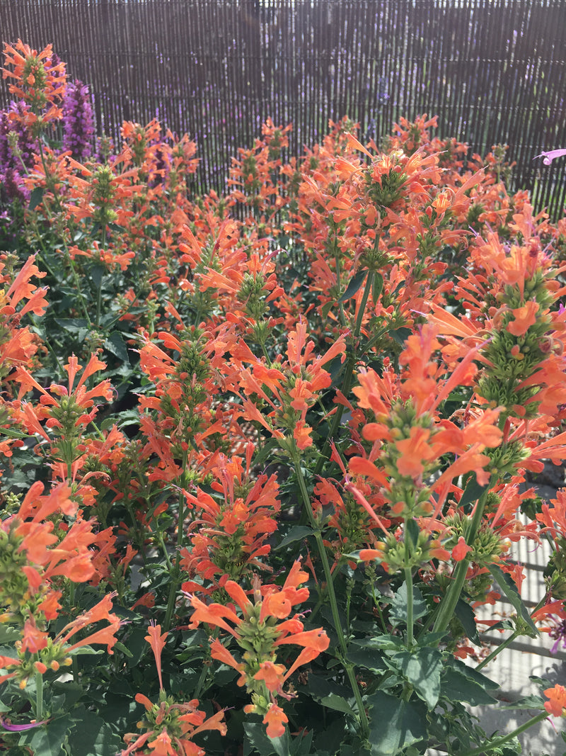 Agastache Poquito Orange - 1 Gallon