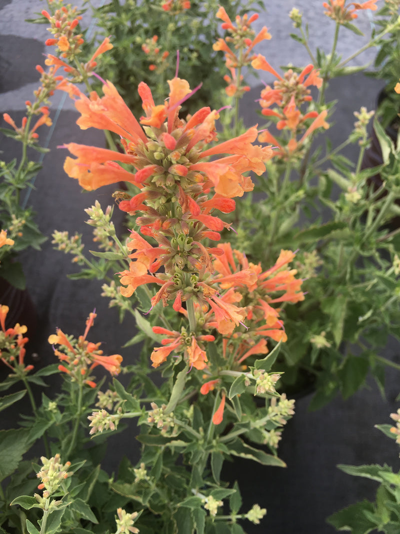 Agastache Poquito Orange - 1 Gallon