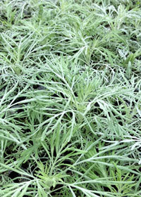 Artemisia Makana Silver - Quart