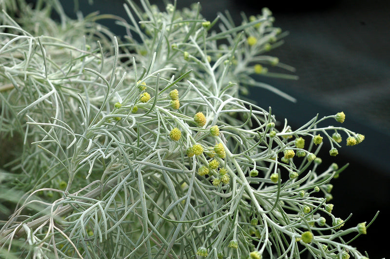 Artemisia Makana Silver - Quart