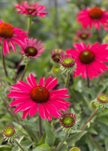 Echinacea Kismet Raspberry - 1 Gallon